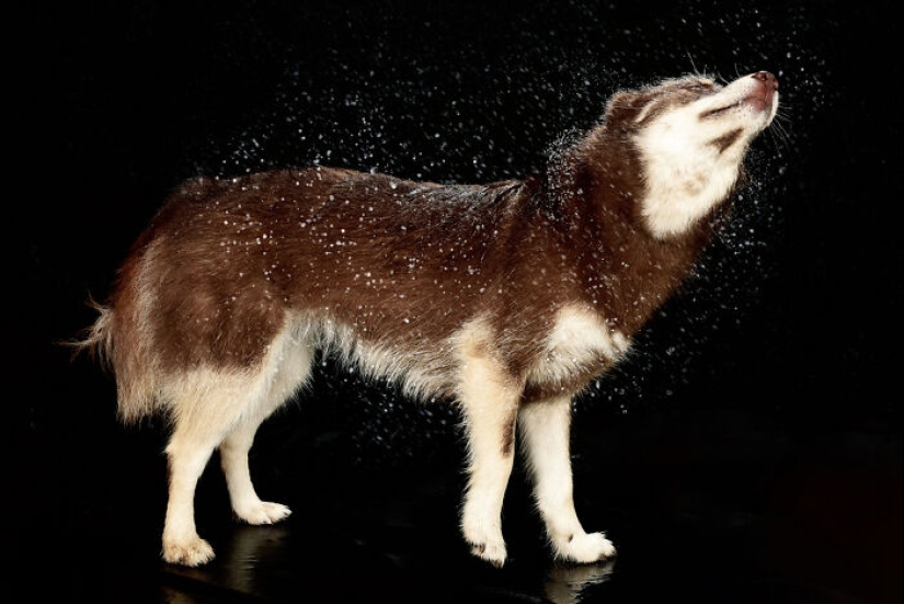 Fotografié perros jugando con agua
