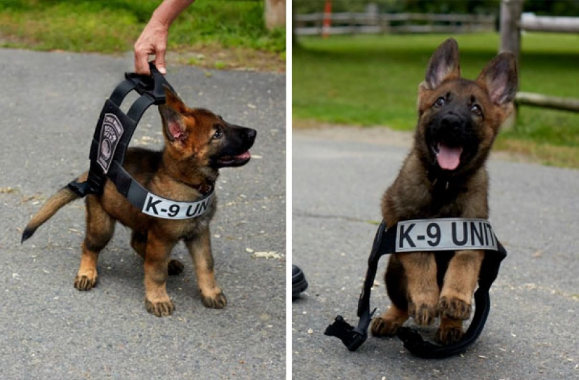 Fotos de cachorros en su primer día de servicio
