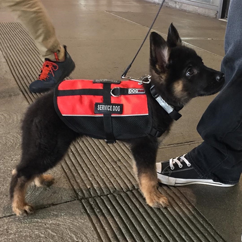 Fotos de cachorros en su primer día de servicio