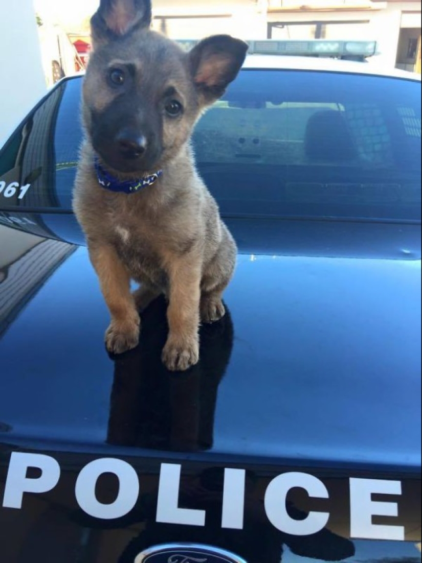 Fotos de cachorros en su primer día de servicio