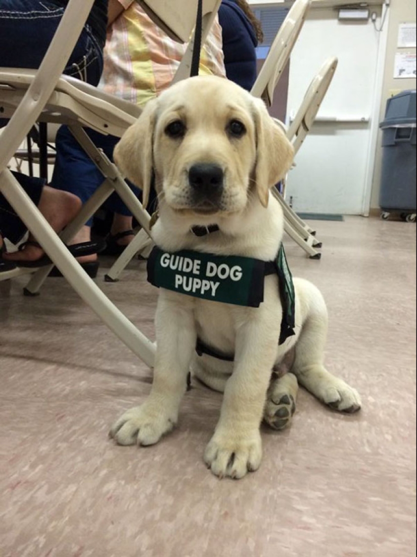 Fotos de cachorros en su primer día de servicio