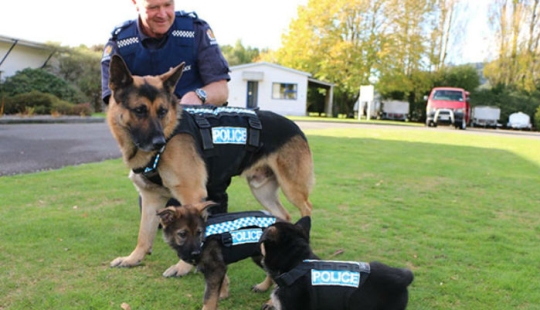 Fotos de cachorros en su primer día de servicio