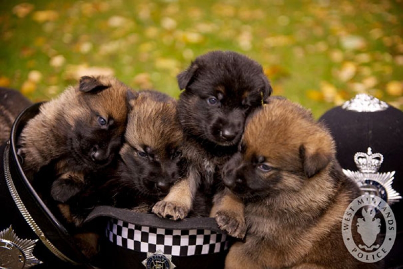 Fotos de cachorros en su primer día de servicio