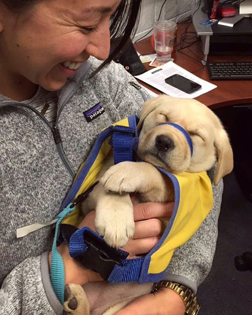 Fotos de cachorros en su primer día de servicio