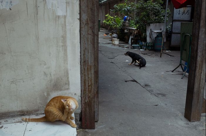 Fotos de la calle por el fotógrafo chino Tao Liu