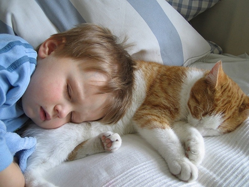 Fotos encantadoras que demuestran que su hijo necesita un gato