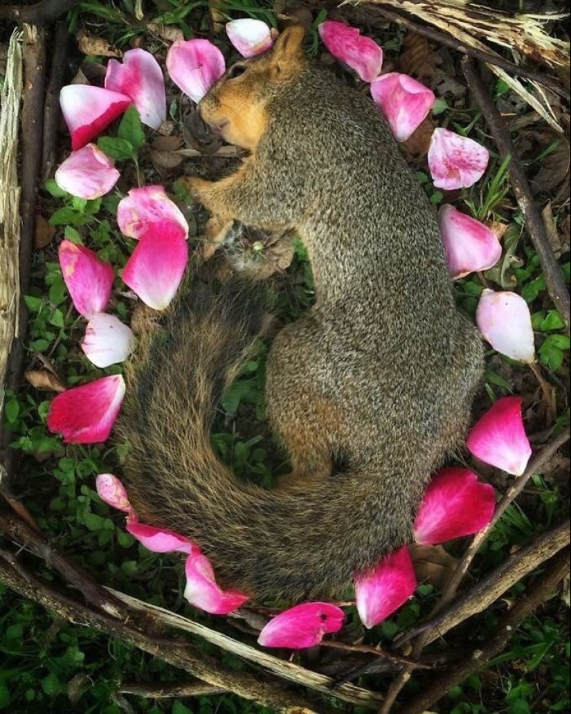 Fotos extraordinariamente hermosas y tristes de monumentos florales para animales muertos