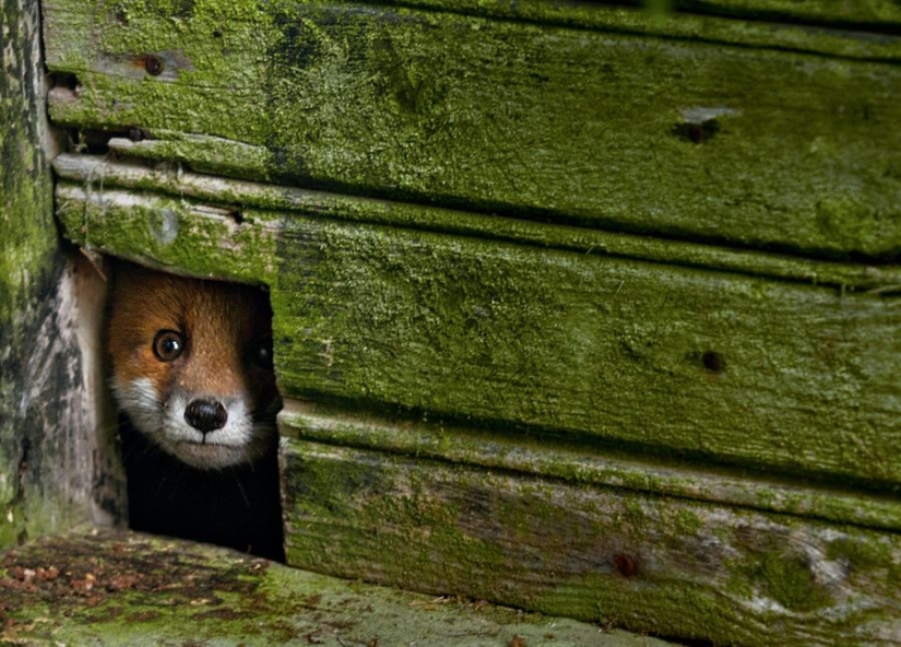 Fotos mágicas de casas abandonadas ocupadas por animales salvajes