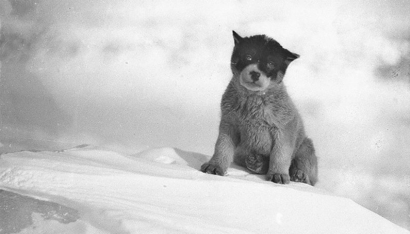 Fotos únicas de la primera Expedición Antártica Australiana de 1911-1914