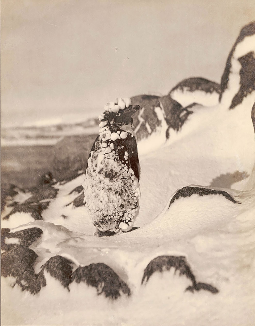 Fotos únicas de la primera Expedición Antártica Australiana de 1911-1914