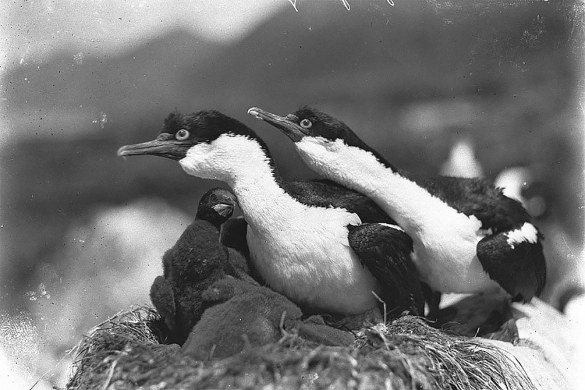 Fotos únicas de la primera Expedición Antártica Australiana de 1911-1914