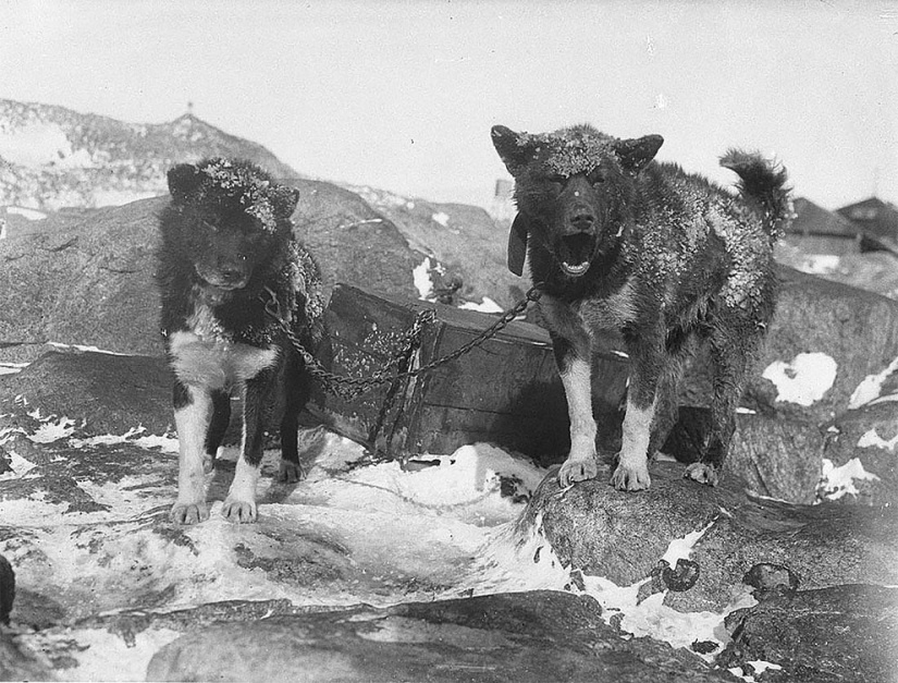 Fotos únicas de la primera Expedición Antártica Australiana de 1911-1914