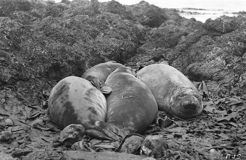 Fotos únicas de la primera Expedición Antártica Australiana de 1911-1914