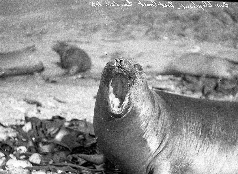 Fotos únicas de la primera Expedición Antártica Australiana de 1911-1914