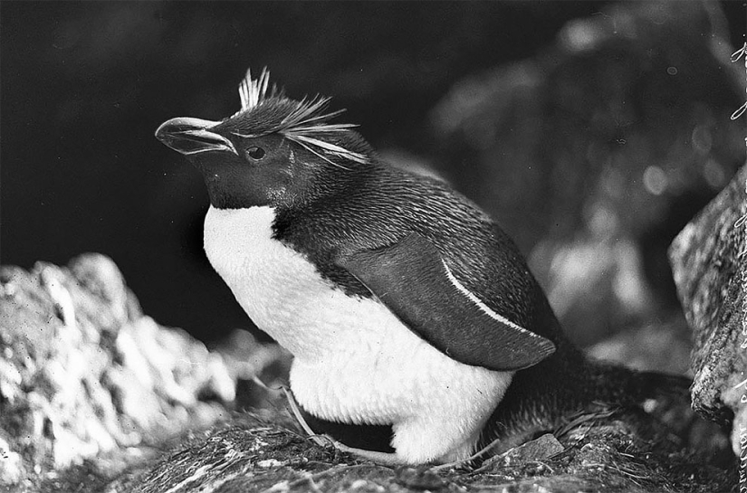 Fotos únicas de la primera Expedición Antártica Australiana de 1911-1914