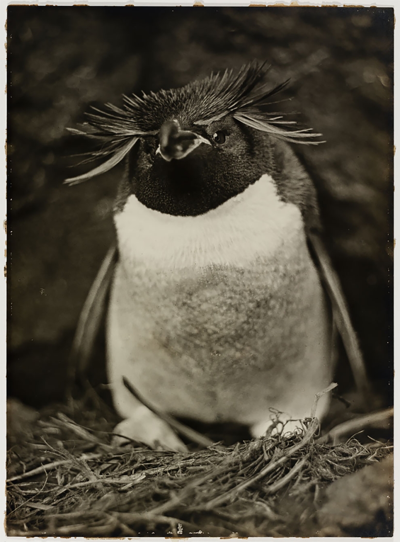 Fotos únicas de la primera Expedición Antártica Australiana de 1911-1914