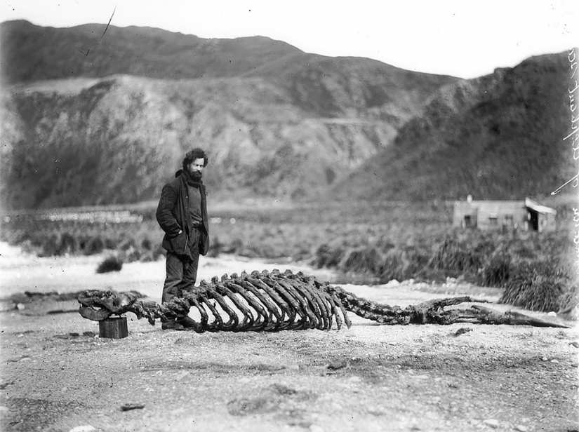 Fotos únicas de la primera Expedición Antártica Australiana de 1911-1914