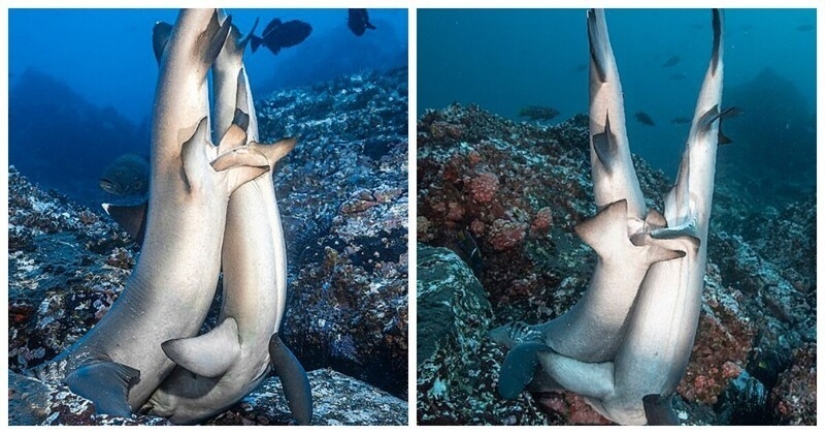 Fotos raras de tiburones teniendo sexo