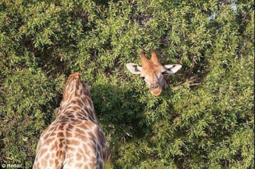 Fotos reales o ilusión óptica fija