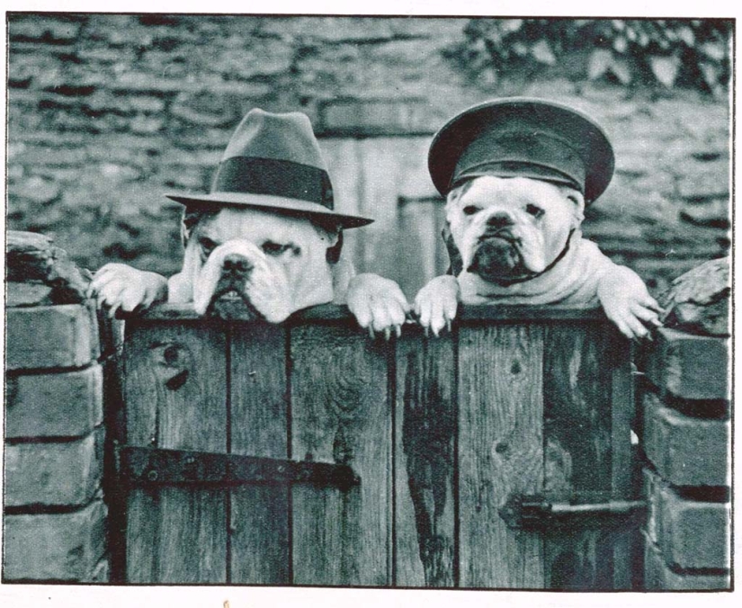 Fotos retro de animales