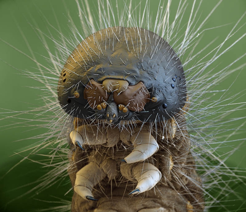 Fotos tomadas con un microscopio electrónico