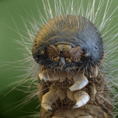 Fotos tomadas con un microscopio electrónico