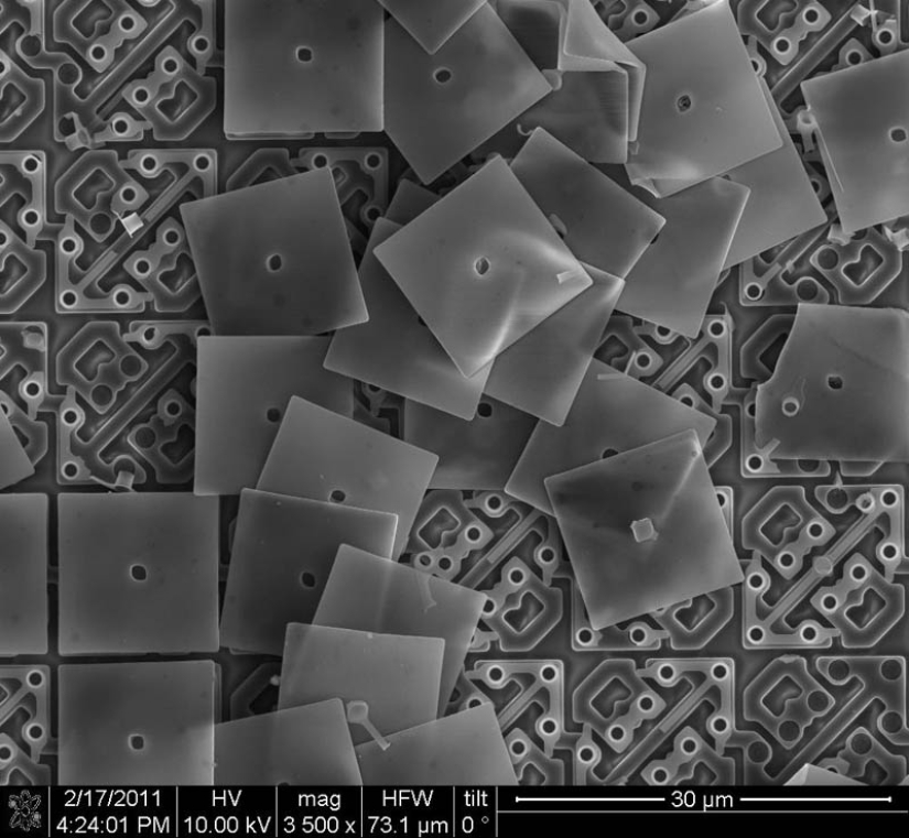 Fotos tomadas con un microscopio electrónico