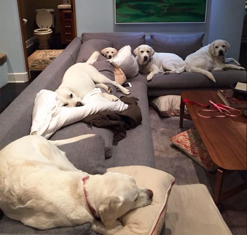 Four-legged happiness: what life is like when in the house more than two dogs