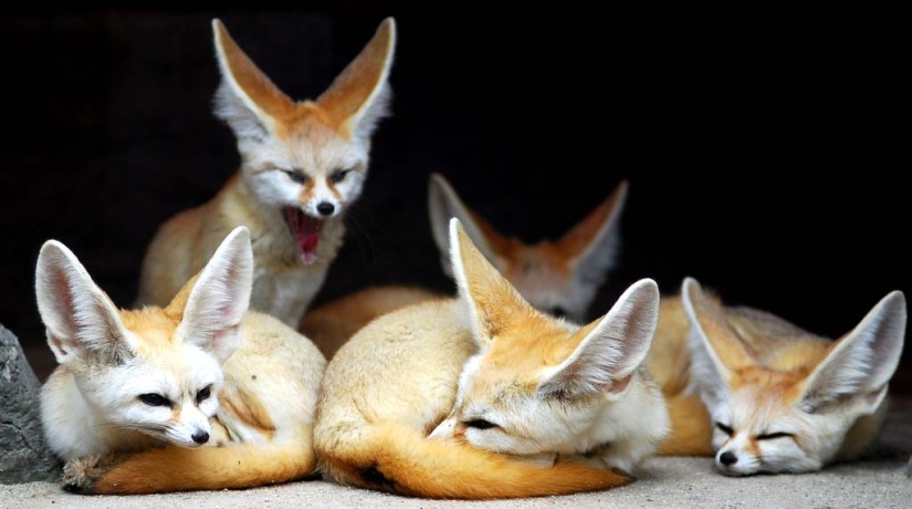 Fox fenek