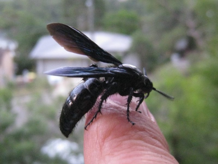 Fried wasps — the delicacy of Japanese cuisine