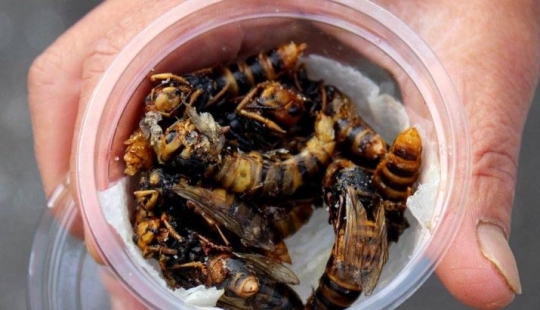 Fried wasps — the delicacy of Japanese cuisine