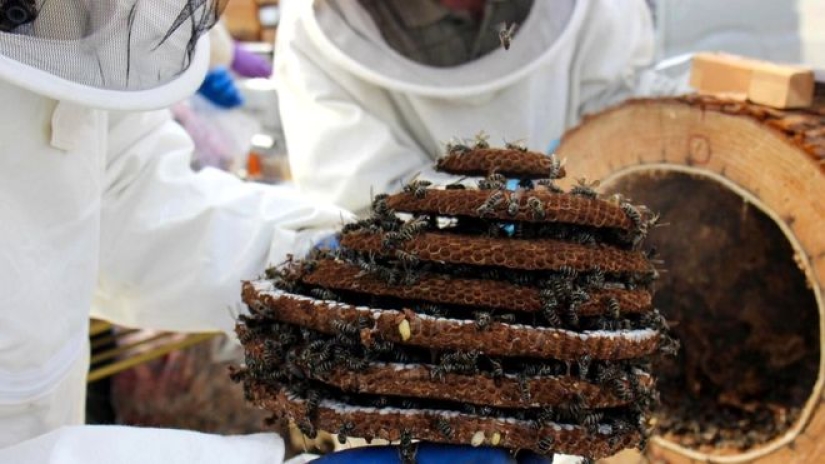 Frito avispas — la delicadeza de la cocina Japonesa