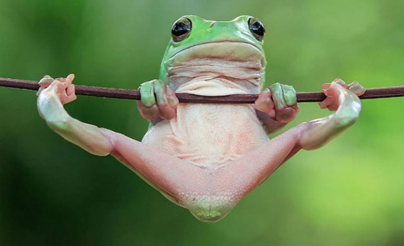 Frog Princess: Indonesian shoots unexpected facets of ordinary frogs