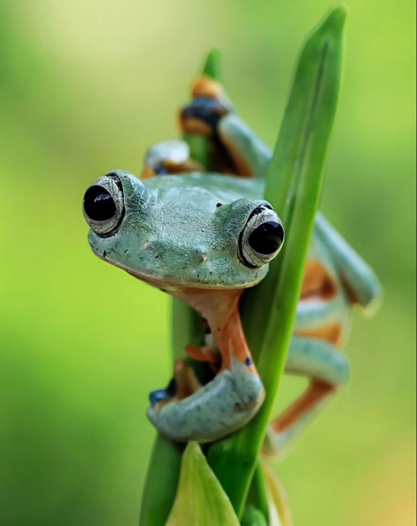 Frog Princess: Indonesian shoots unexpected facets of ordinary frogs