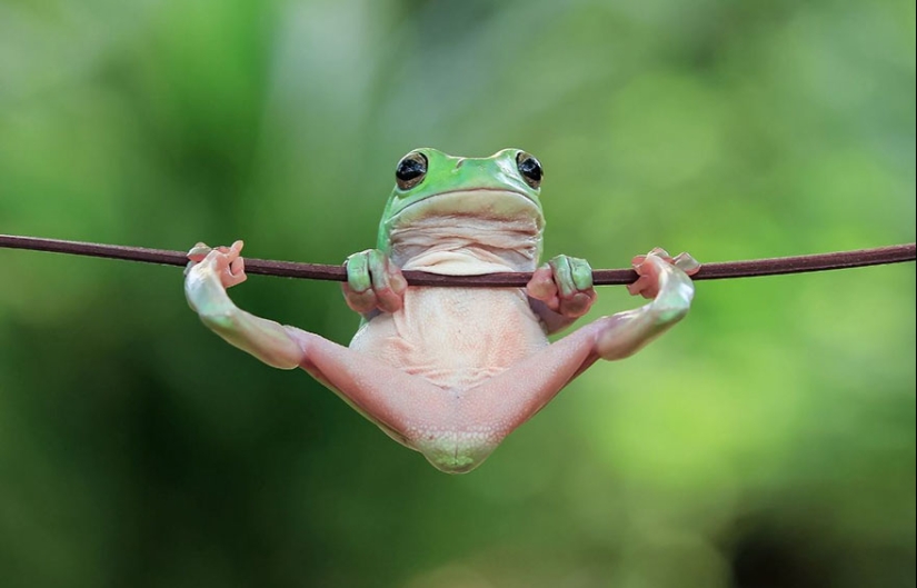 Frog Princess: Indonesian shoots unexpected facets of ordinary frogs