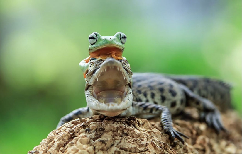 Frog Princess: Indonesian shoots unexpected facets of ordinary frogs