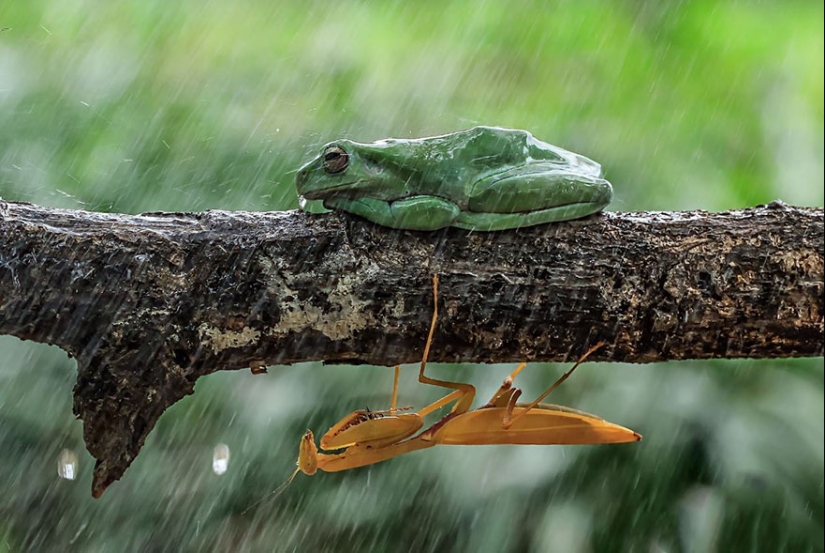 Frog Princess: Indonesian shoots unexpected facets of ordinary frogs