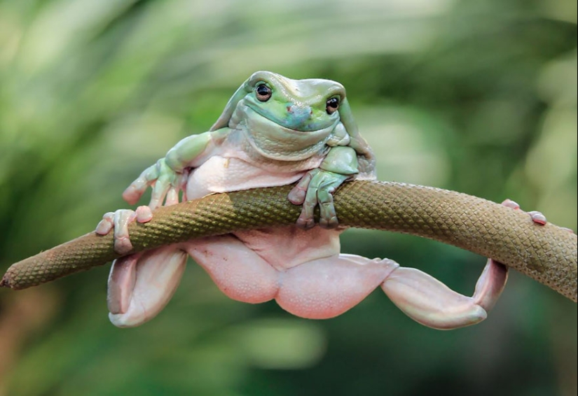 Frog Princess: Indonesian shoots unexpected facets of ordinary frogs