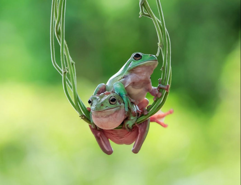 Frog Princess: Indonesian shoots unexpected facets of ordinary frogs