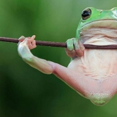 Frog Princess: Indonesian shoots unexpected facets of ordinary frogs