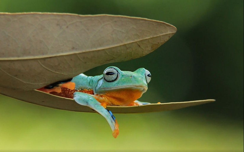 Frog Princess: Indonesian shoots unexpected facets of ordinary frogs