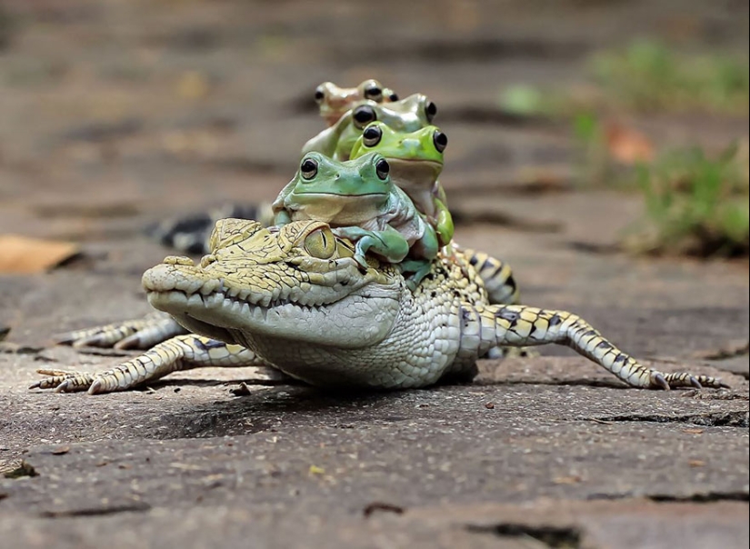 Frog Princess: Indonesian shoots unexpected facets of ordinary frogs