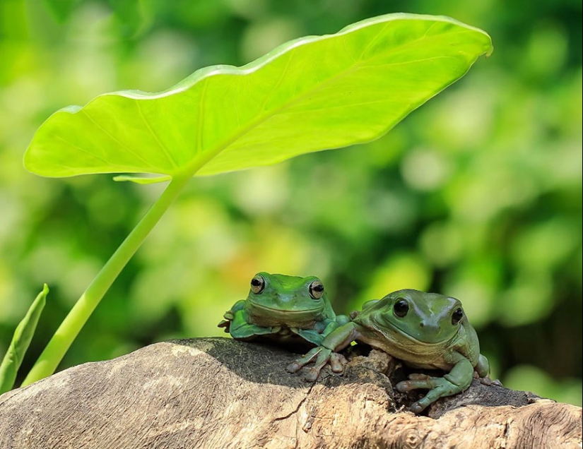 Frog Princess: Indonesian shoots unexpected facets of ordinary frogs