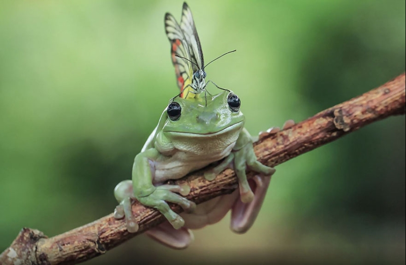 Frog Princess: Indonesian shoots unexpected facets of ordinary frogs