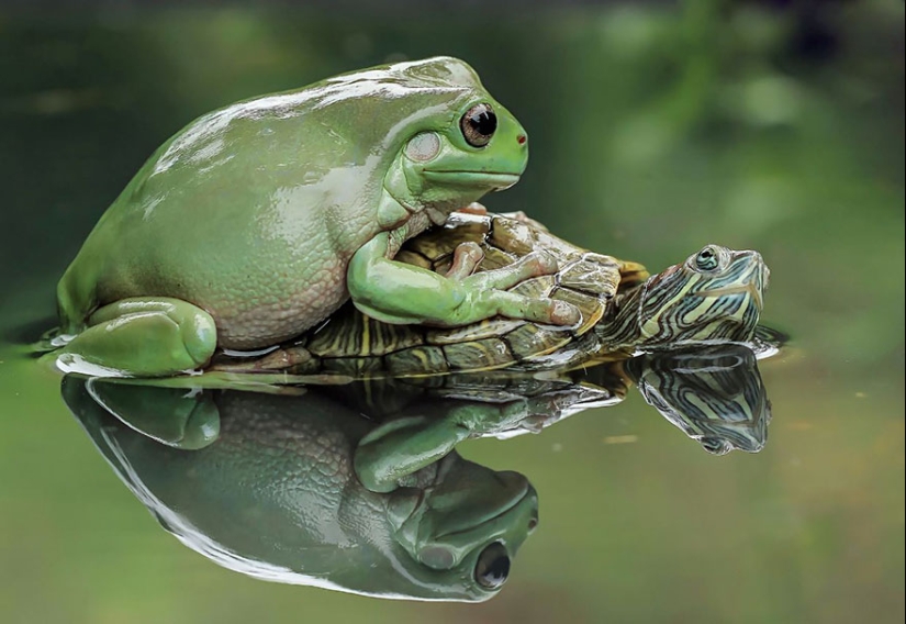 Frog Princess: Indonesian shoots unexpected facets of ordinary frogs