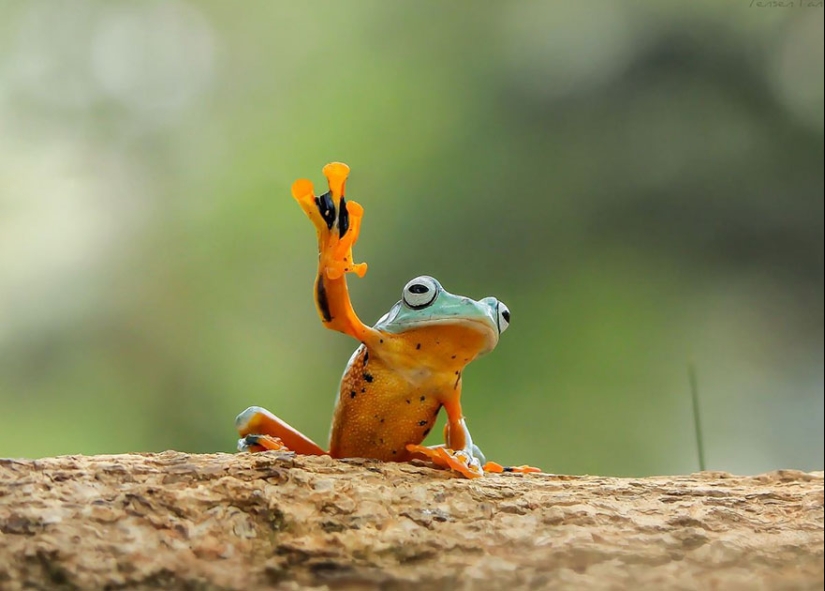 Frog Princess: Indonesian shoots unexpected facets of ordinary frogs