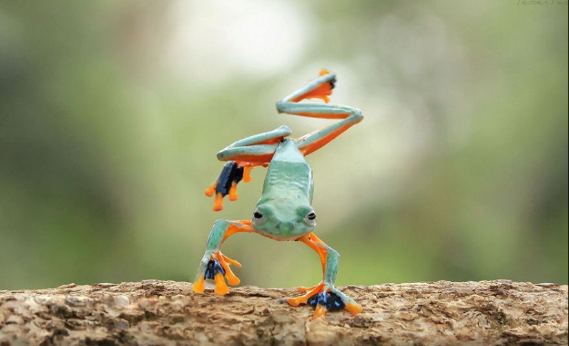 Frog Princess: Indonesian shoots unexpected facets of ordinary frogs