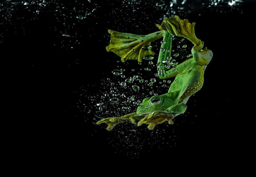 Frog Princess: Indonesian shoots unexpected facets of ordinary frogs