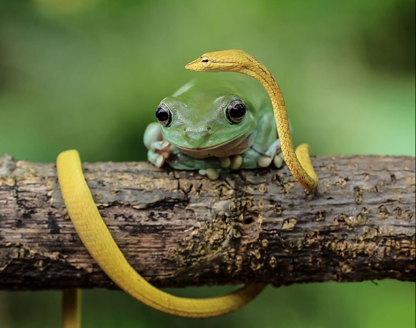 Frog Princess: Indonesian shoots unexpected facets of ordinary frogs