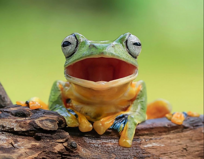 Frog Princess: Indonesian shoots unexpected facets of ordinary frogs